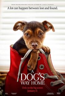 دانلود فیلم A Dog’s Way Home 20198110-1977038512