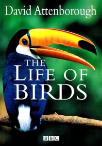 دانلود مستند The Life of Birds382058-1233512464