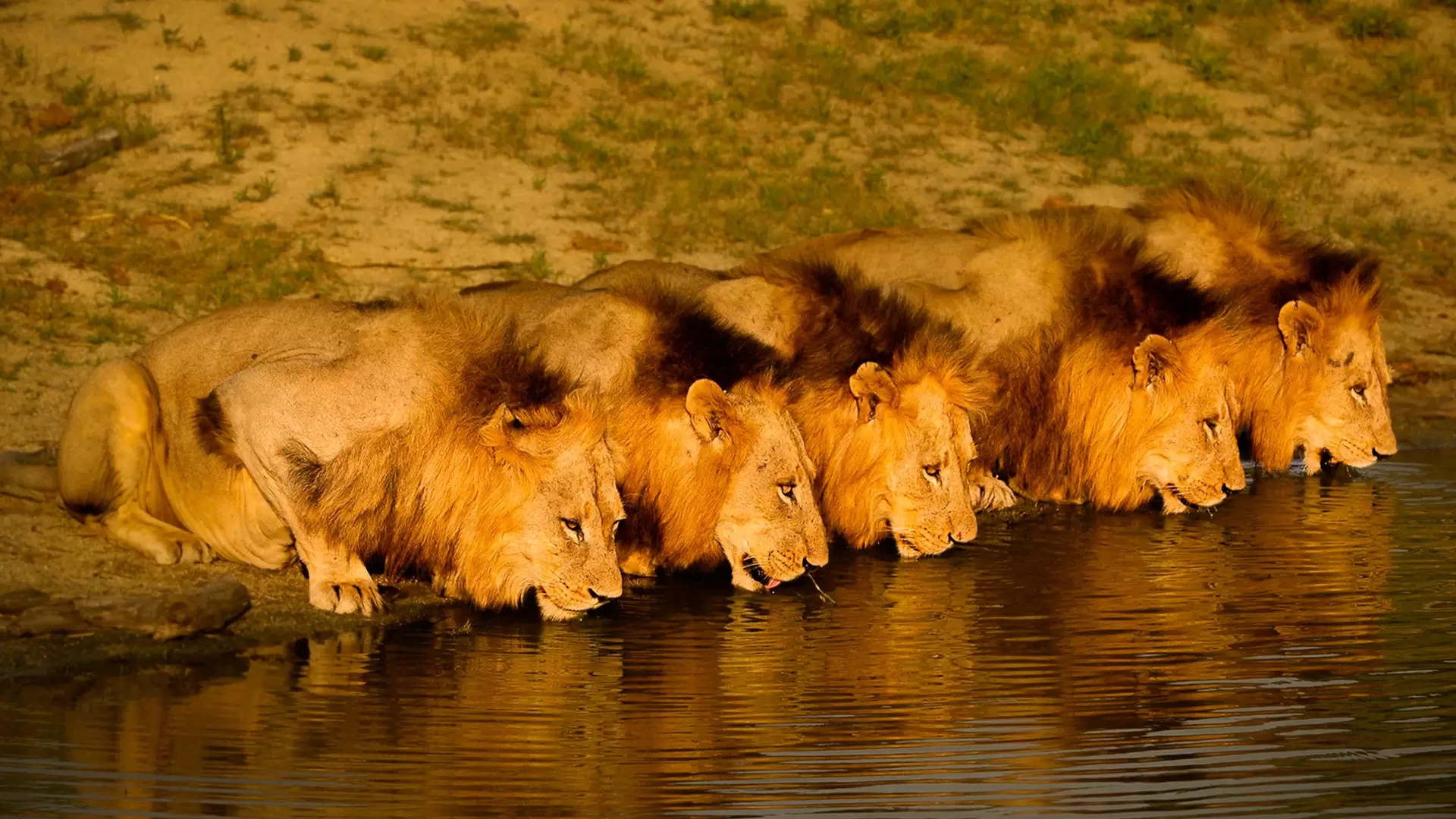 دانلود مستند Brothers in Blood: The Lions of Sabi Sand 2015